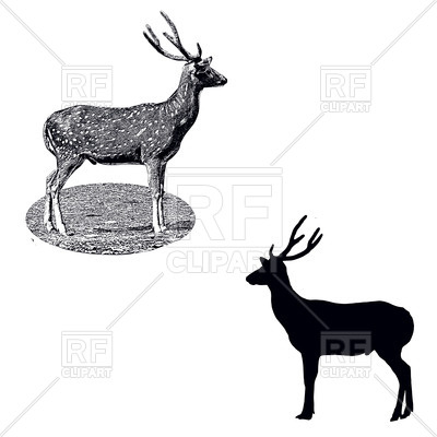 400x400 Standing Spotted Deer
