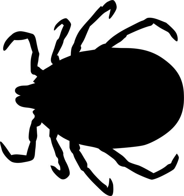 609x650 Insect Clipart Stencil