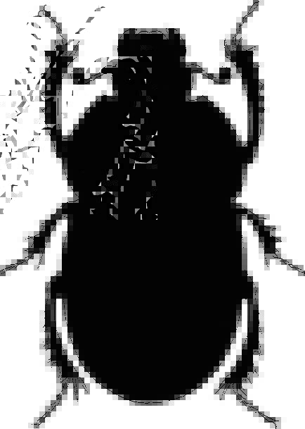 434x609 Beetle, Animal, Physical, Insect, Silhouette, Outline, Black, Bug