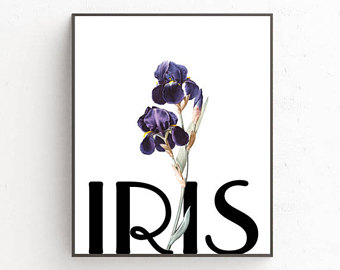 340x270 Iris Flower Etsy
