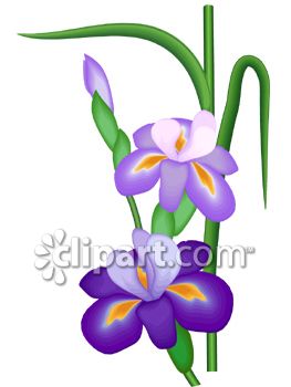 263x350 Purple Bearded Iris