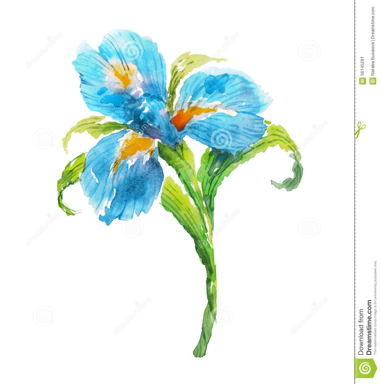 1291x1300 Top 97 Iris Flower Clip Art