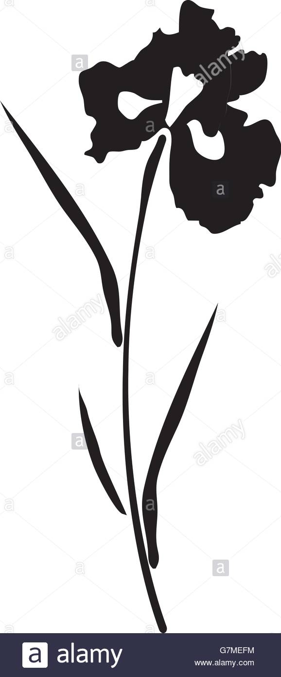578x1390 Vector Illustration Of An Iris Flower Silhouette Stock Vector Art