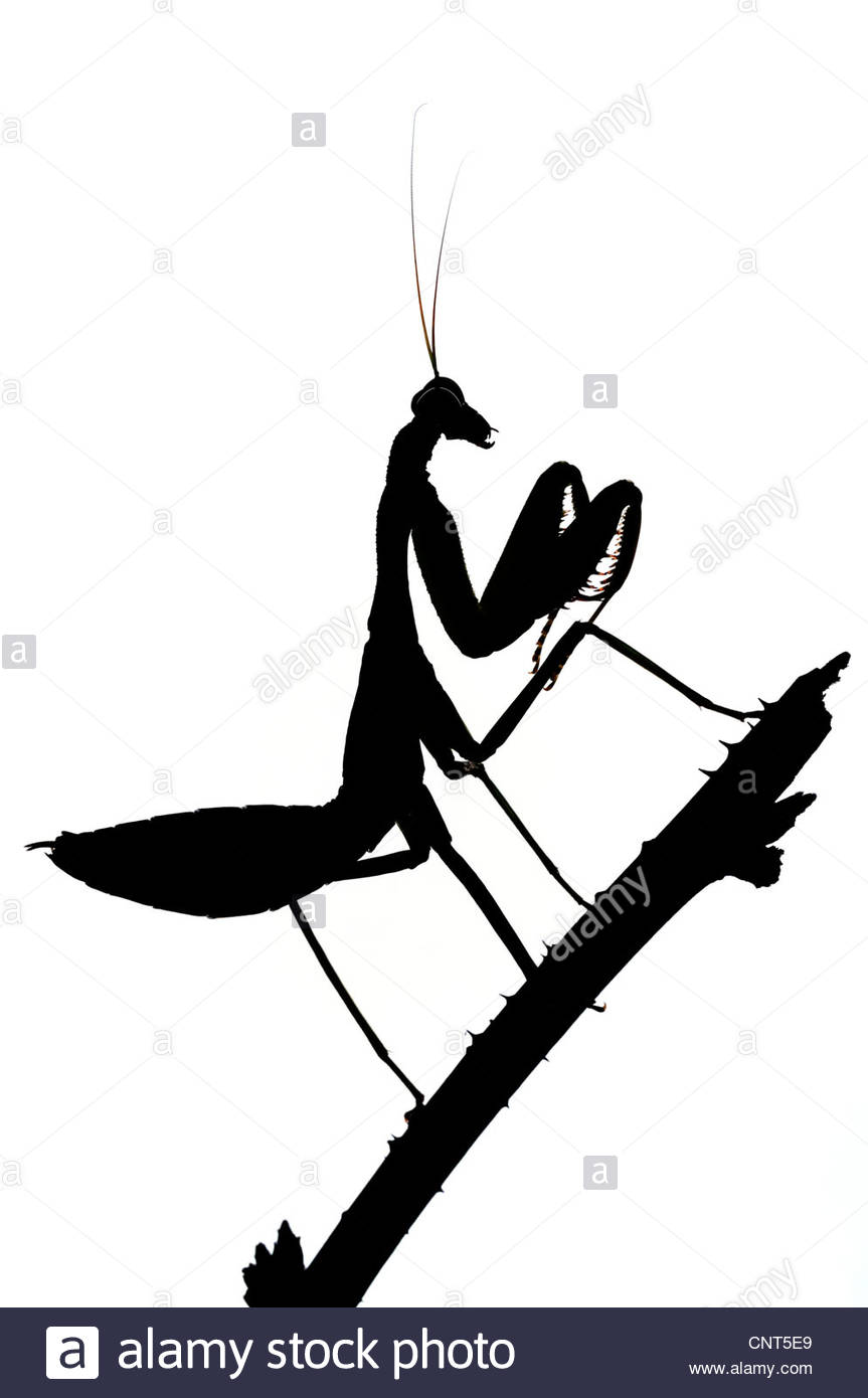863x1390 Praying Mantis Silhouette Stock Photos Amp Praying Mantis Silhouette