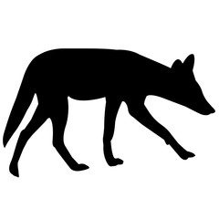 240x240 Search Photos Prairie Wolf Artwork