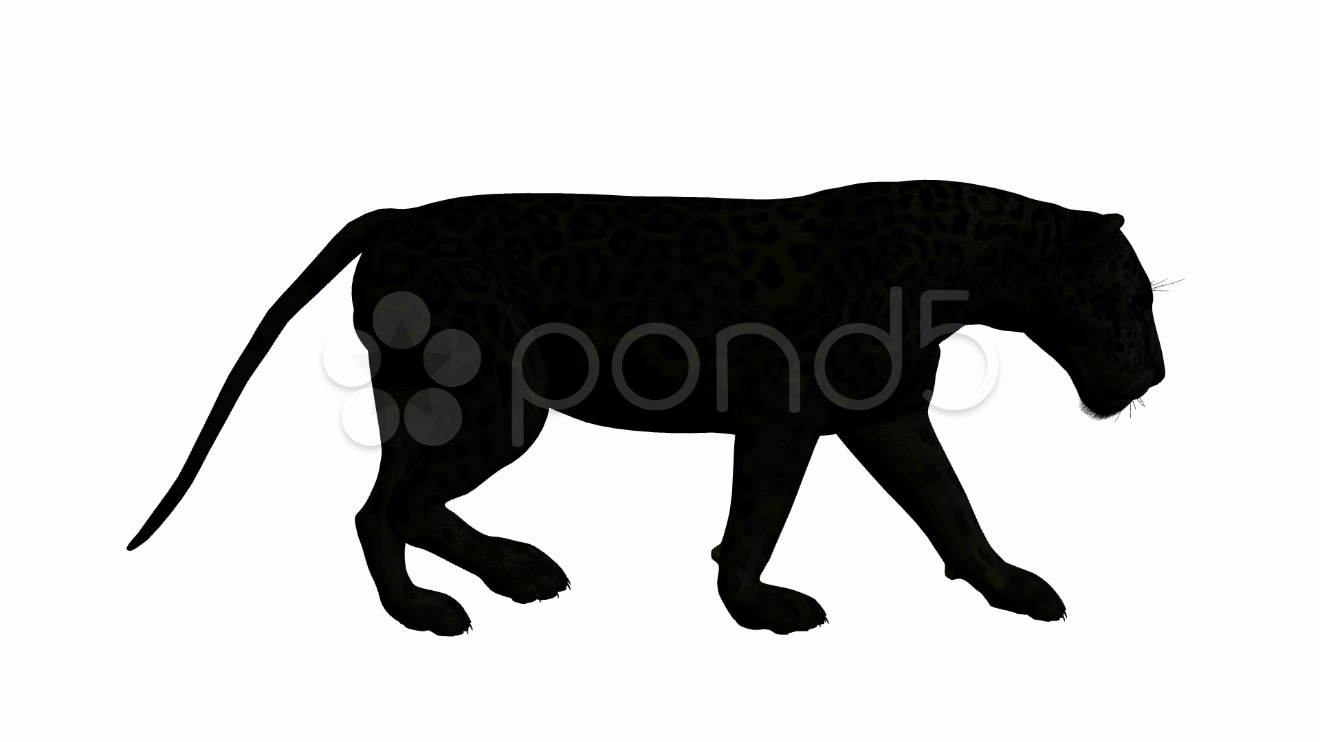 1920x1080 Stock Video Black Jaguar Walking ~ Buy Now