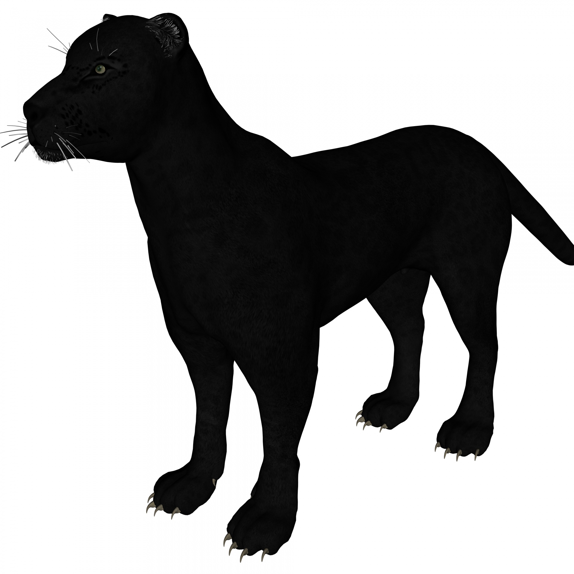 1920x1920 Black Jaguar Free Stock Photo