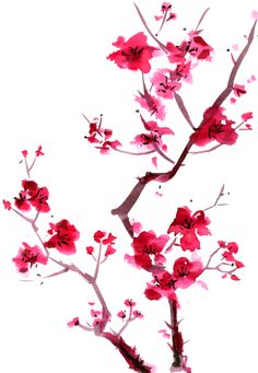 236x341 Cherry Blossom 3 By Rachel Dutton Watercolor Products I Love