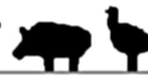 294x154 Firearms History, Technology Amp Development Silhouette Shooting