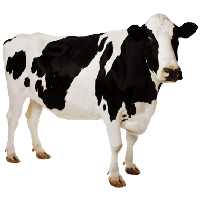 200x200 Download Cow Free Png Photo Images And Clipart Freepngimg