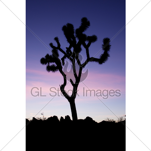 500x500 Joshua Tree Silhouette Gl Stock Images