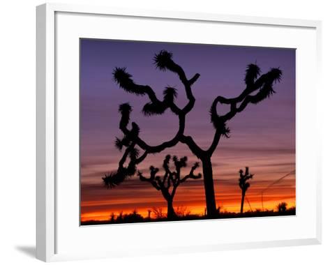 473x380 Joshua Trees