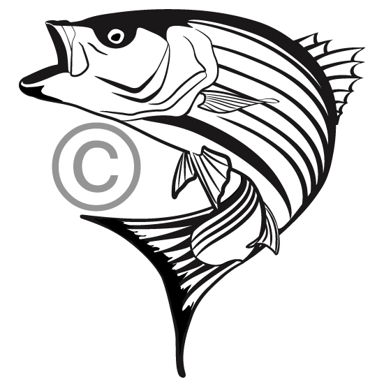 550x550 Jumping Stripped Bass Clipart Panda