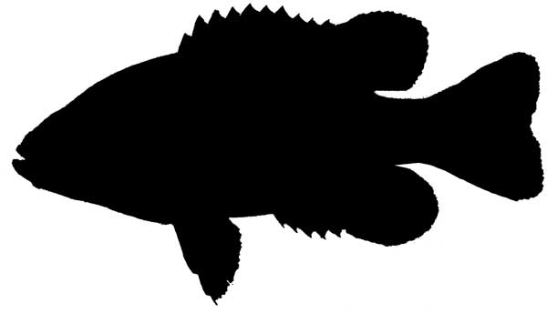 600x344 Fish Silhouette Patterns Fish Silhouette 3 Silhouette Cameo