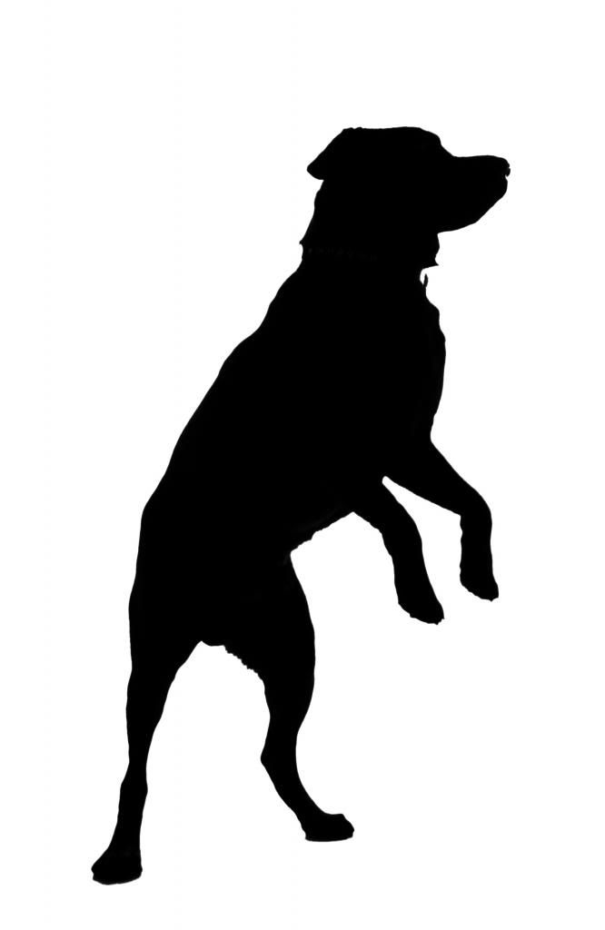 666x1024 Jumping Dog Silhouette