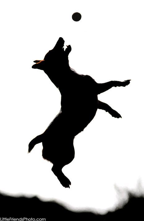 465x715 Silhouette Of Sadie The Terrier Jumping For A Toy