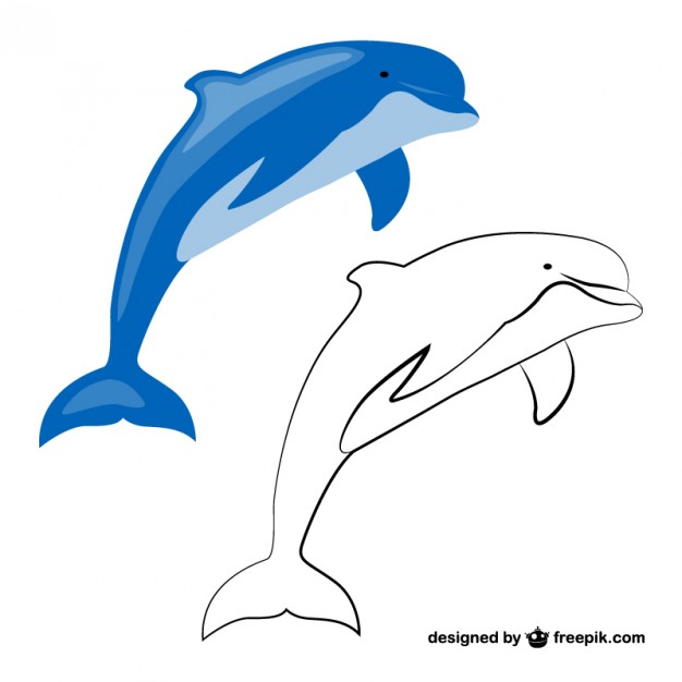 626x626 Dolphin Vectors, Photos And Psd Files Free Download