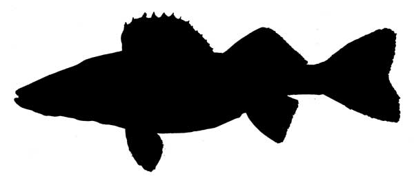 600x259 Walleye Silhouette Prints Fish Silhouette 2 Baby Boy Room