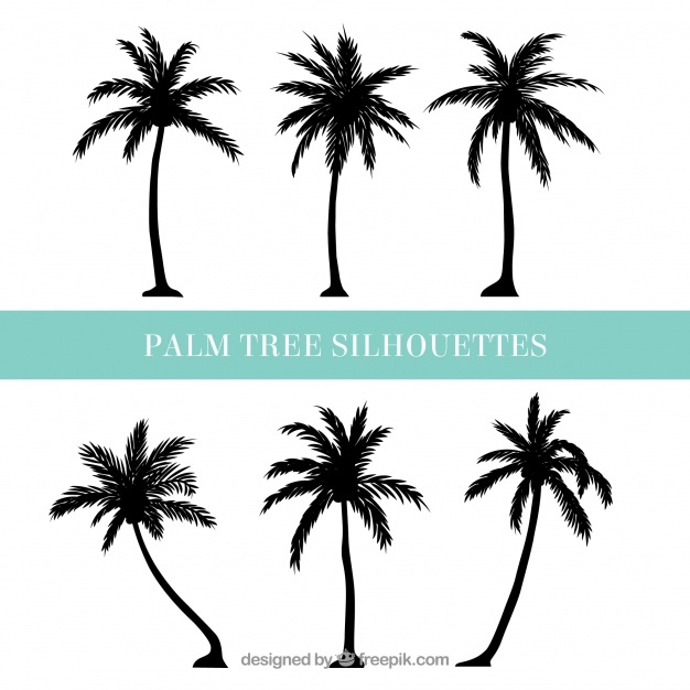 626x626 Palm Tree Vectors, Photos And Psd Files Free Download