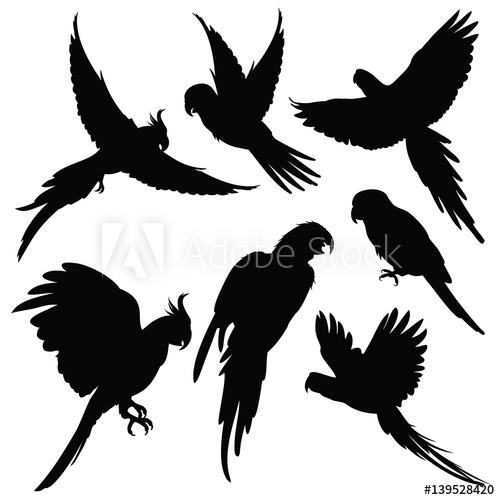 500x500 Vector Parrots, Amazon Jungle Birds Silhouettes Isolated On White