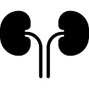 128x128 Kidney Medical Vectors, Photos And Psd Files Free Download