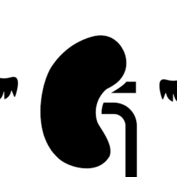 350x350 Kidney Archives