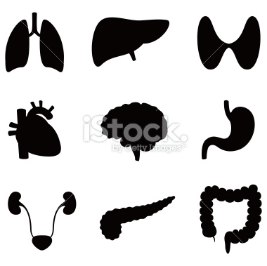 380x379 Kidney Silhouette