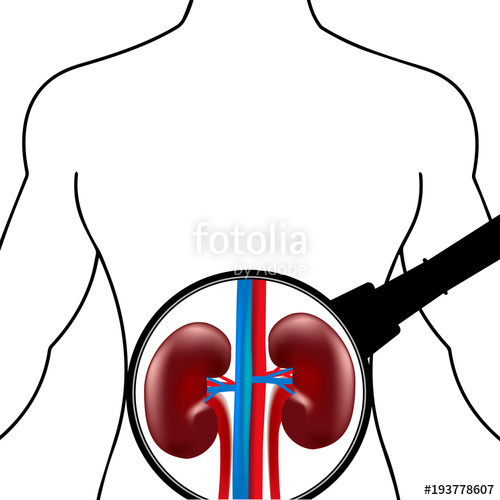 500x500 Silhouette Of The Human Body Of The Kidney Under The Magnifying