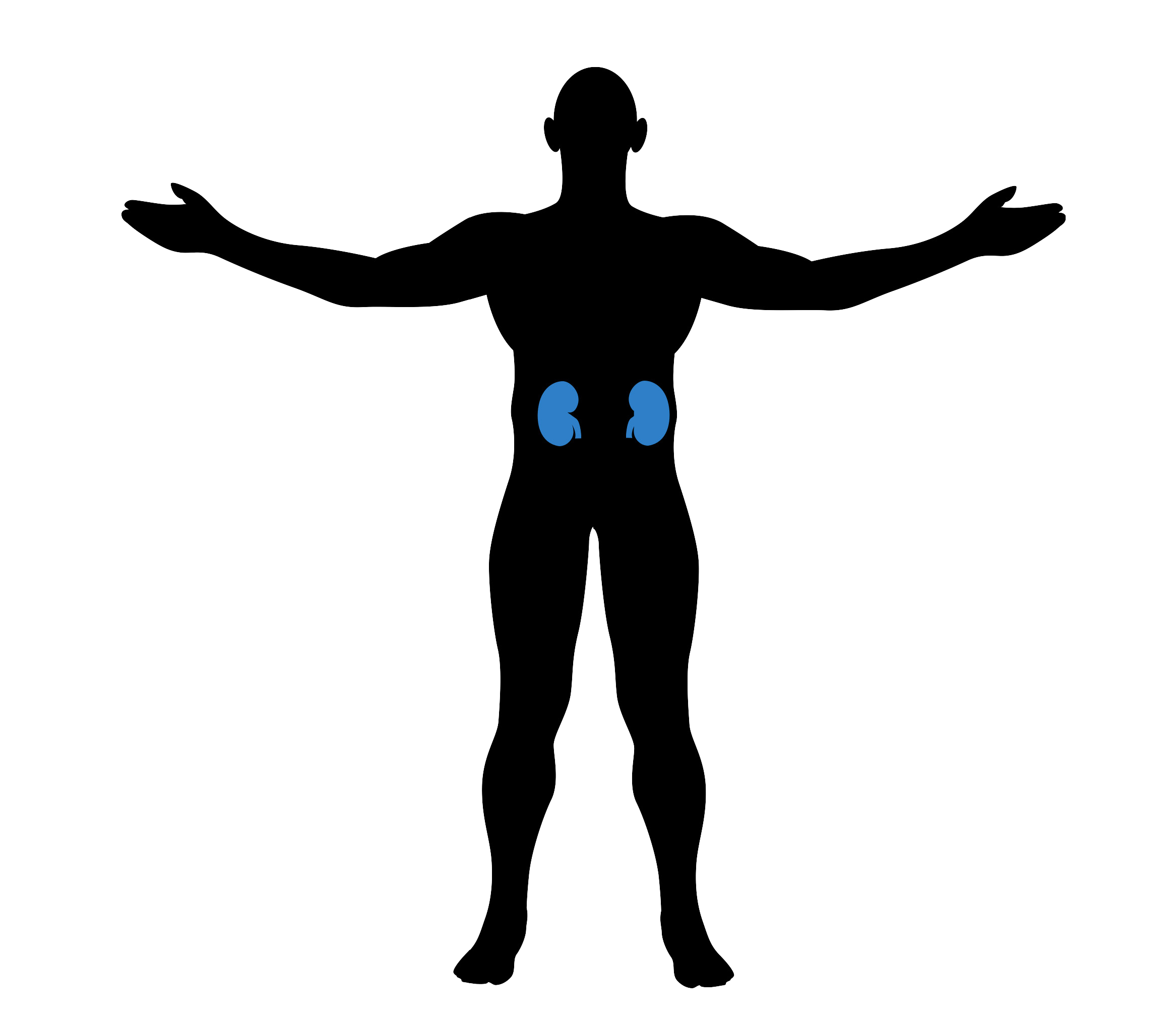 2333x2025 Everything You Need To Know About Your Kidneys