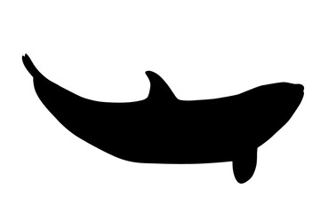 360x240 Search Photos Killer Whale Silhouette