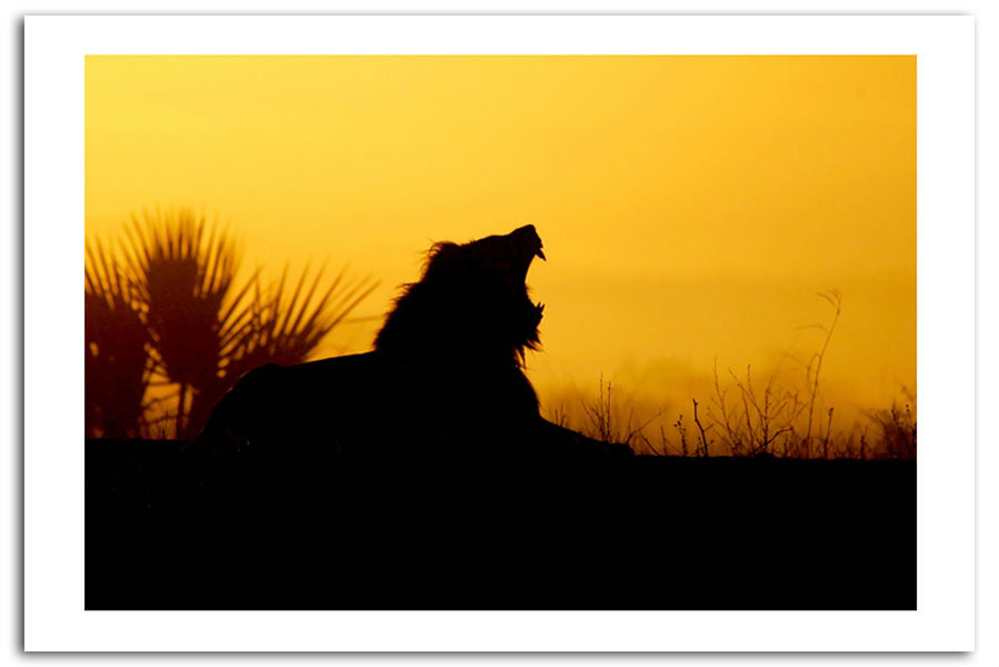 899x600 Silhouette Lion Raw Sunsets Art Print Posters A1 60 X 90 Cm 09420