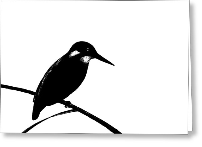 646x470 Kingfisher Birds Greeting Cards Fine Art America