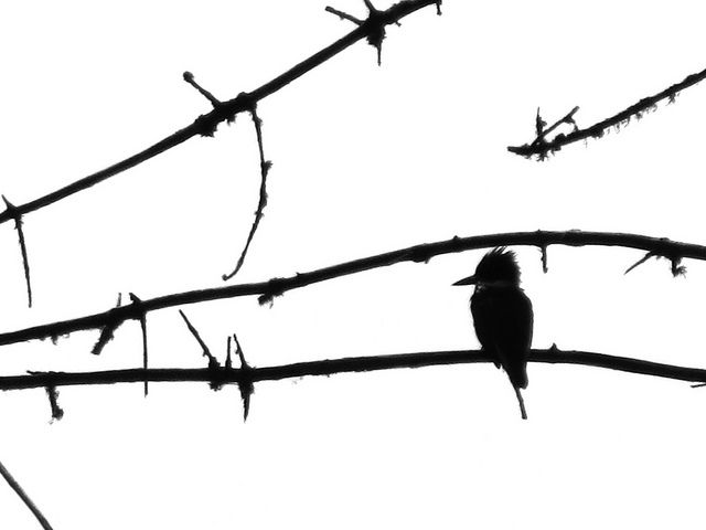 640x480 Kingfisher Silhouette Kingfisher