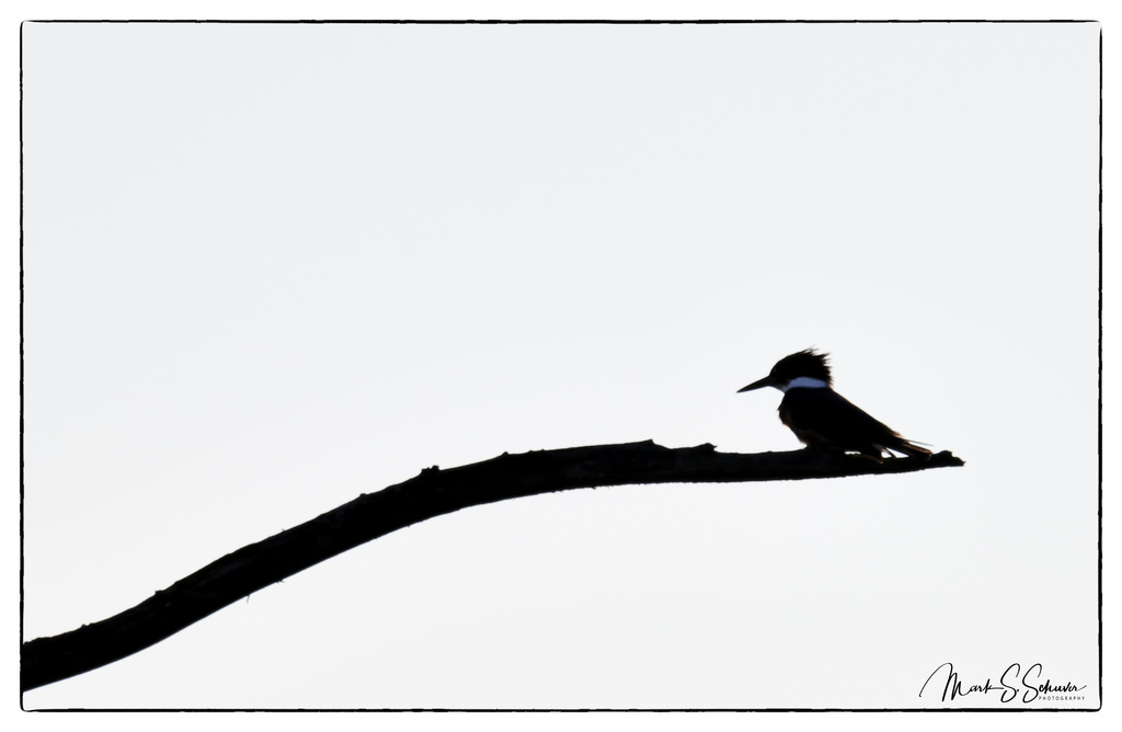 1024x668 Kingfisher Silhouette