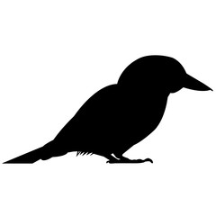 240x240 Search Photos Bittern Coot Artwork