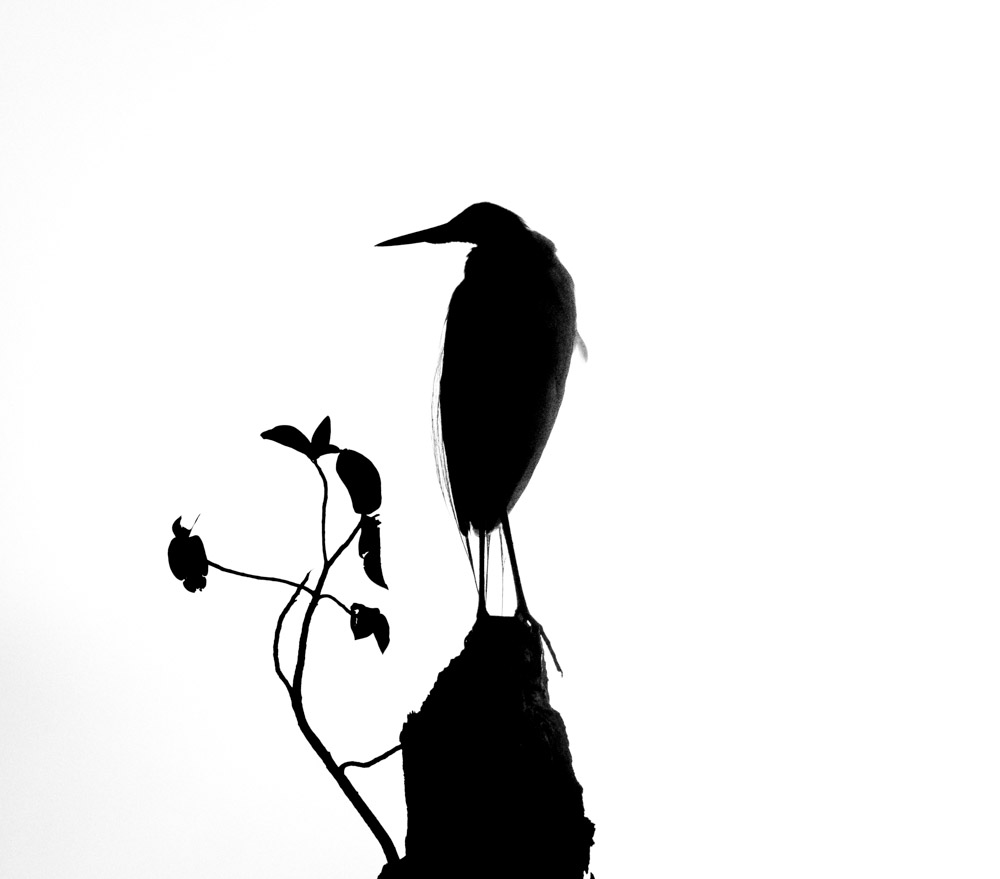 1000x879 Silhouette Frog Pond Journal