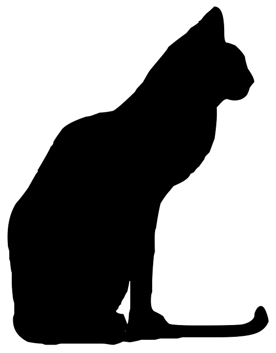 564x720 Free Photo Silhouette Cat Animal