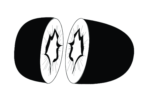 500x350 Kiwi Fruits Silhouette Vector Download Fruit Vectors Silhouette