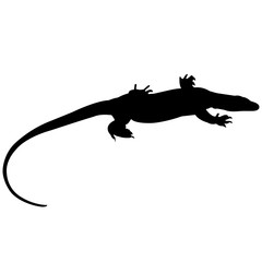 240x240 Search Photos Komodo Dragon