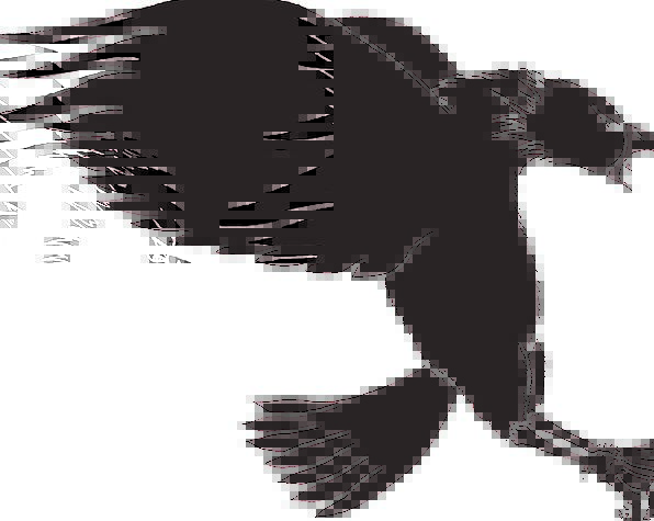 596x475 Eagle, Outline, Bird, Fowl, Silhouette, Wings, Annexes, Landing