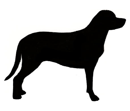 458x392 Greater Swiss Mt. Dog