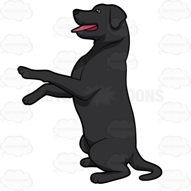 800x800 Labrador Retriever Puppies Clipart