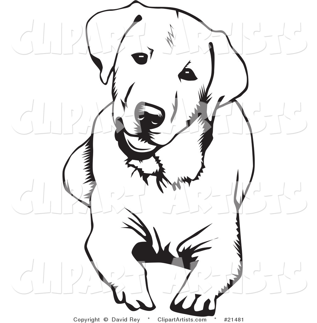 1024x1044 Profile Clipart Labrador