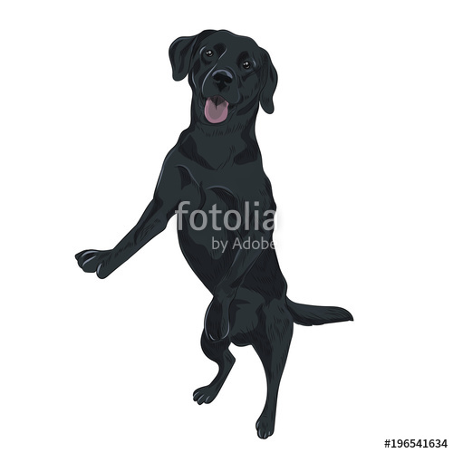 500x500 Black Labrador Dog Jumping. Trained Puppy For Your Design. Black