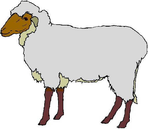 512x446 Sheep Clipart For Kid 3897239