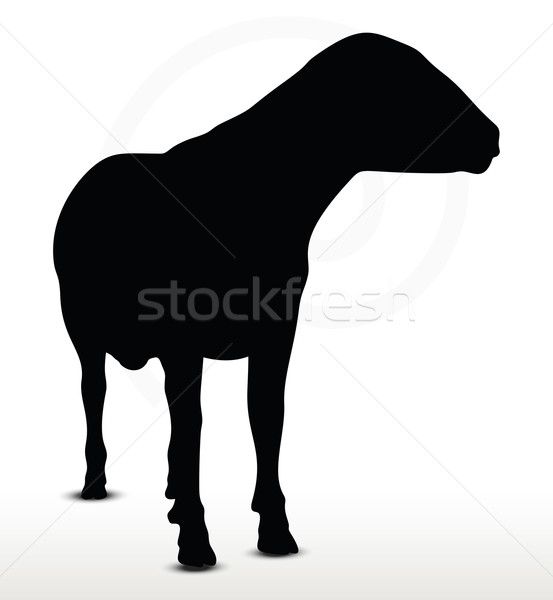 553x600 Sheep Stock Vectors, Illustrations And Cliparts Stockfresh