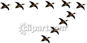 300x149 Flock Of Ducks Clipart