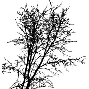 300x300 Tree Silhouette Vector