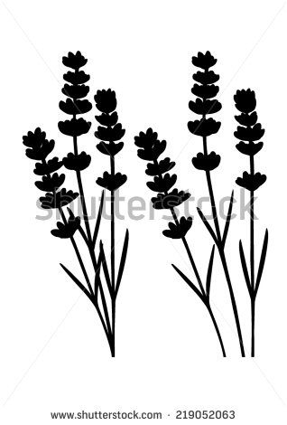 318x470 Bunch Of Lavender Flowers And Lavender Flowers Separated