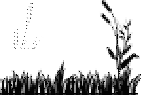 595x402 Cattails, Landscapes, Nature, Lawn, Grass, Nature, Countryside